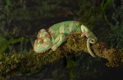 Eileen Jones - Veiled Chameleon - Very Highly Commended.jpg